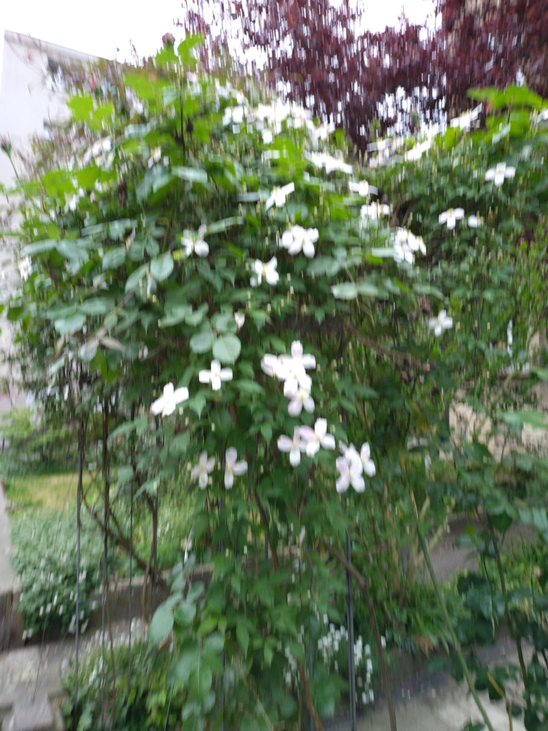 Clematis — Bild 1