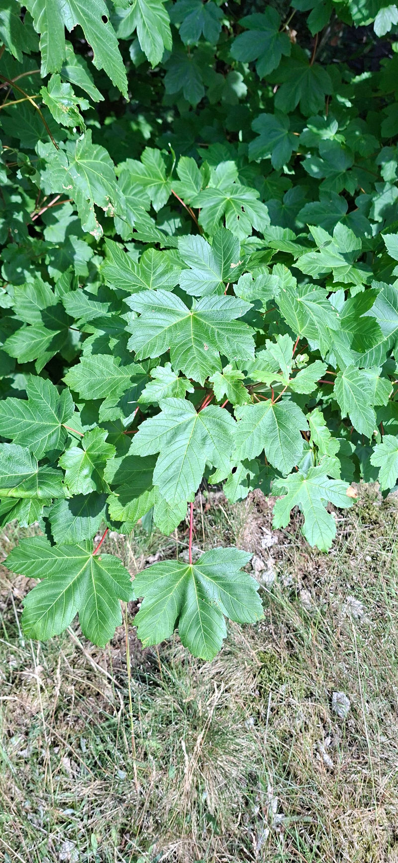 Berg-Ahorn — Bild 3