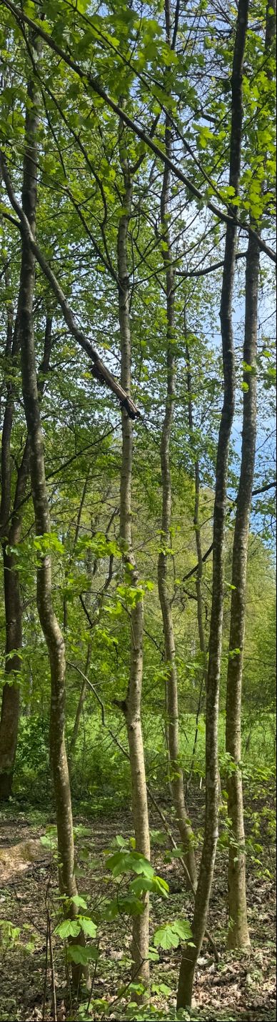 Berg-Ahorn — Bild 4