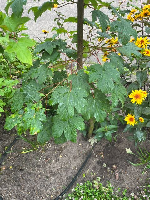 Zu sehen ist ein junger Berg-Ahorn mit typischen, gelappten Blättern und rötlichen Blattstielen. Er steht in einem Gartenbeet umgeben von Erde und gelben Blü...