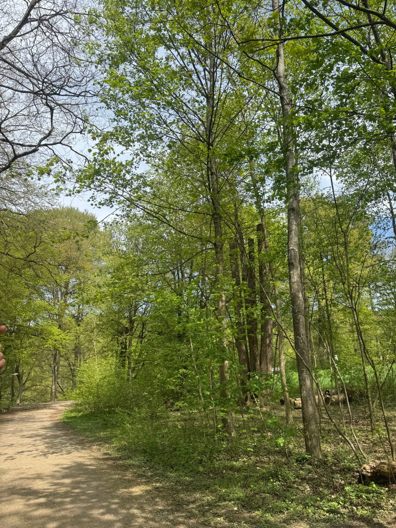 Berg-Ahorn — Bild 5