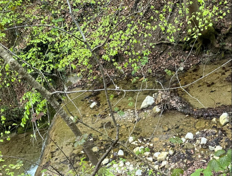 Berg-Ahorn — Bild 2