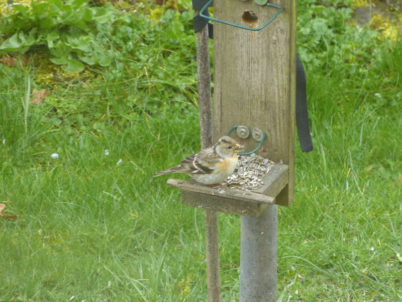 Bergfink — Bild 1