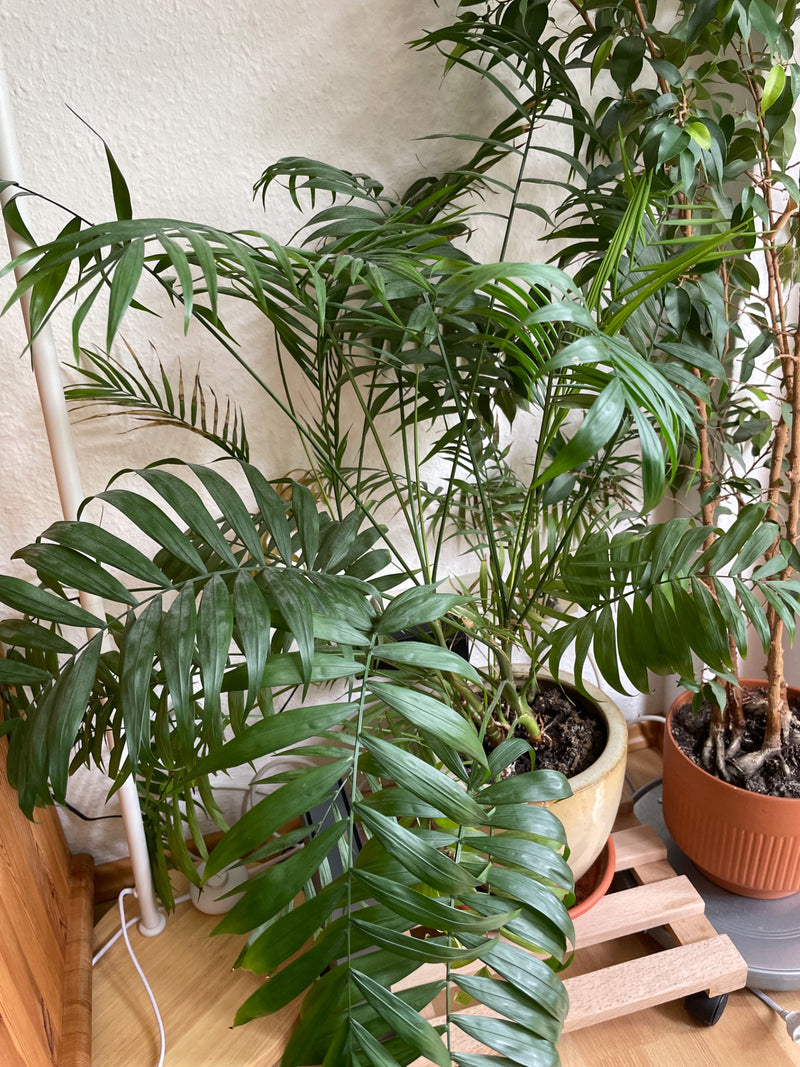 Bergpalme — Bild 1