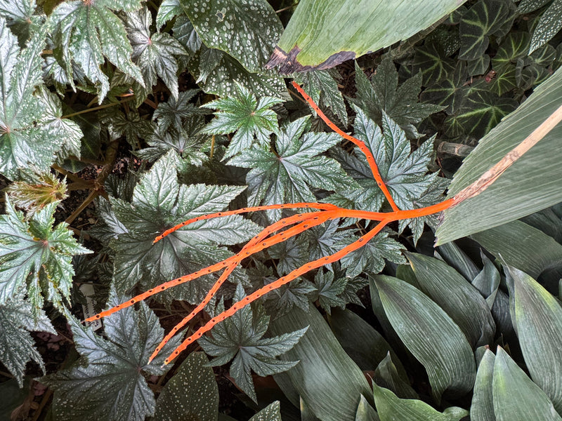 Ein leuchtend orangefarbener verzweigter Fruchtstand einer Bergpalme ragt über dichten Begonienblättern hervor.