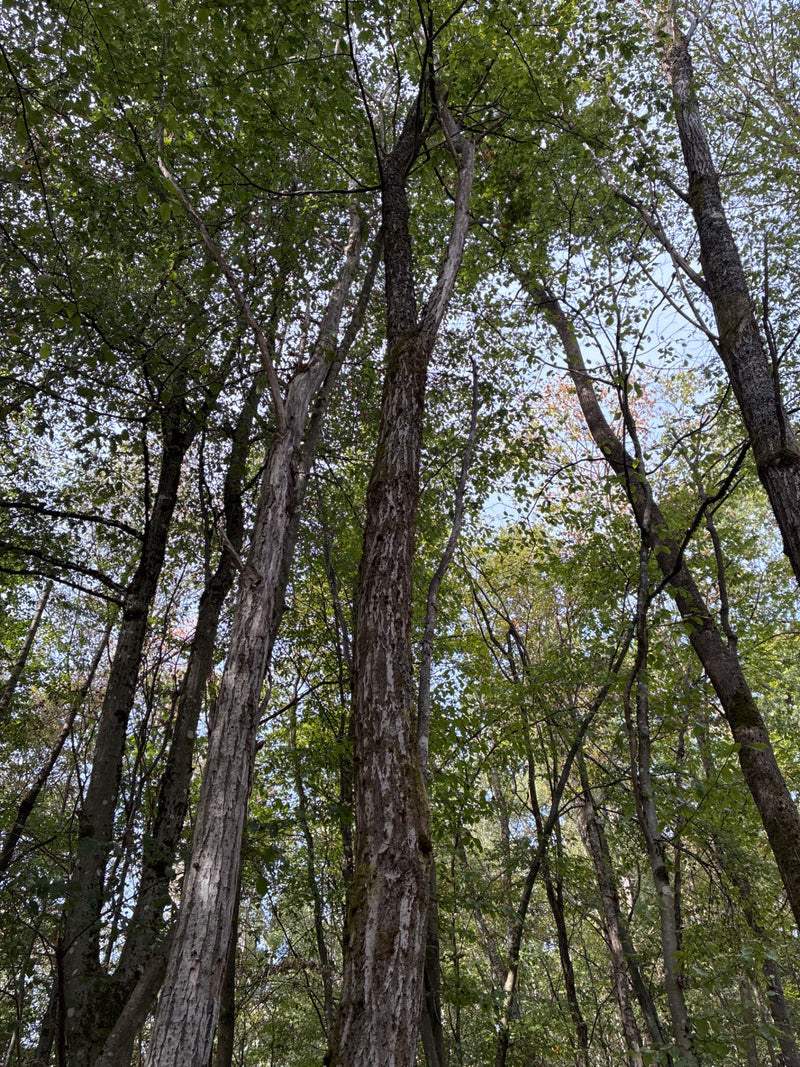Bergulme — Bild 1