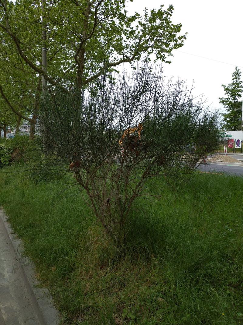 Schmetterlingsbluetler — Bild 4