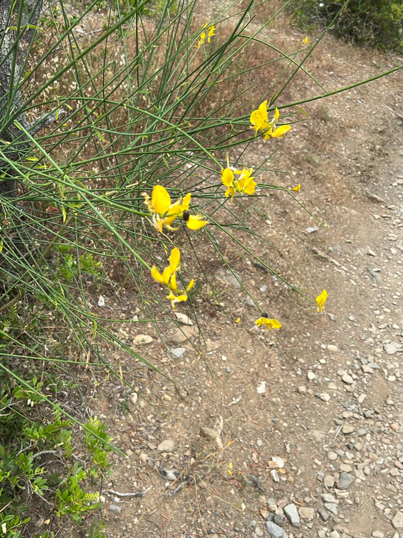 Schmetterlingsbluetler — Bild 2