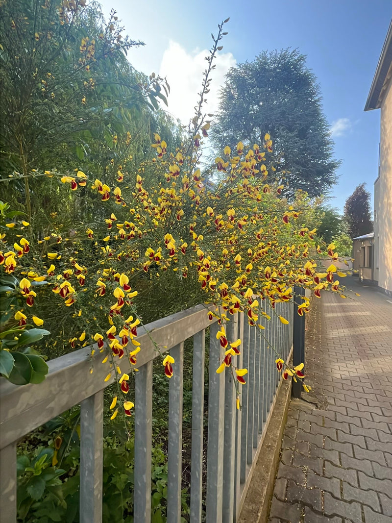 Schmetterlingsbluetler — Bild 5