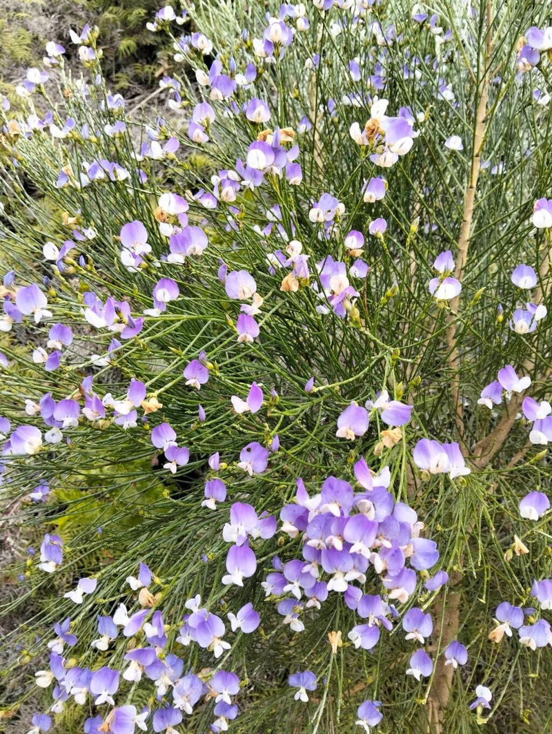 Das Bild zeigt einen Besenginster mit grünen, rutenförmigen Zweigen. An der Pflanze blühen zahlreiche kleine, violett-weiße Schmetterlingsblüten.