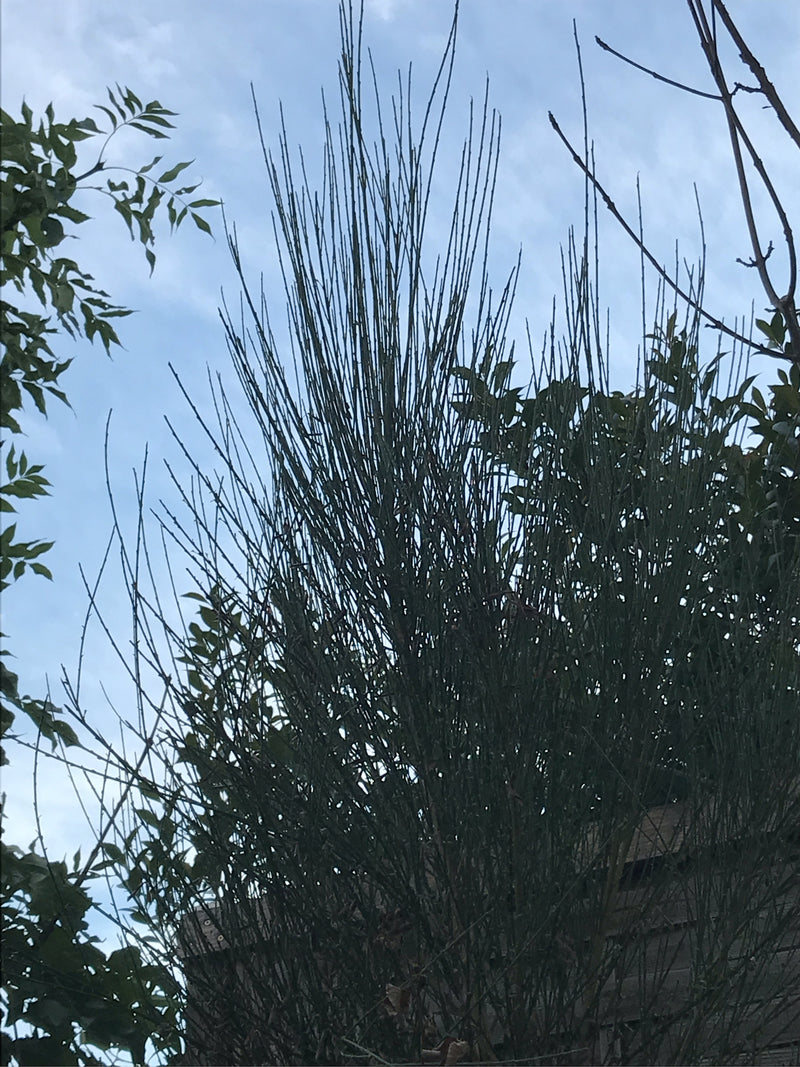 Schmetterlingsbluetler — Bild 2 von 20