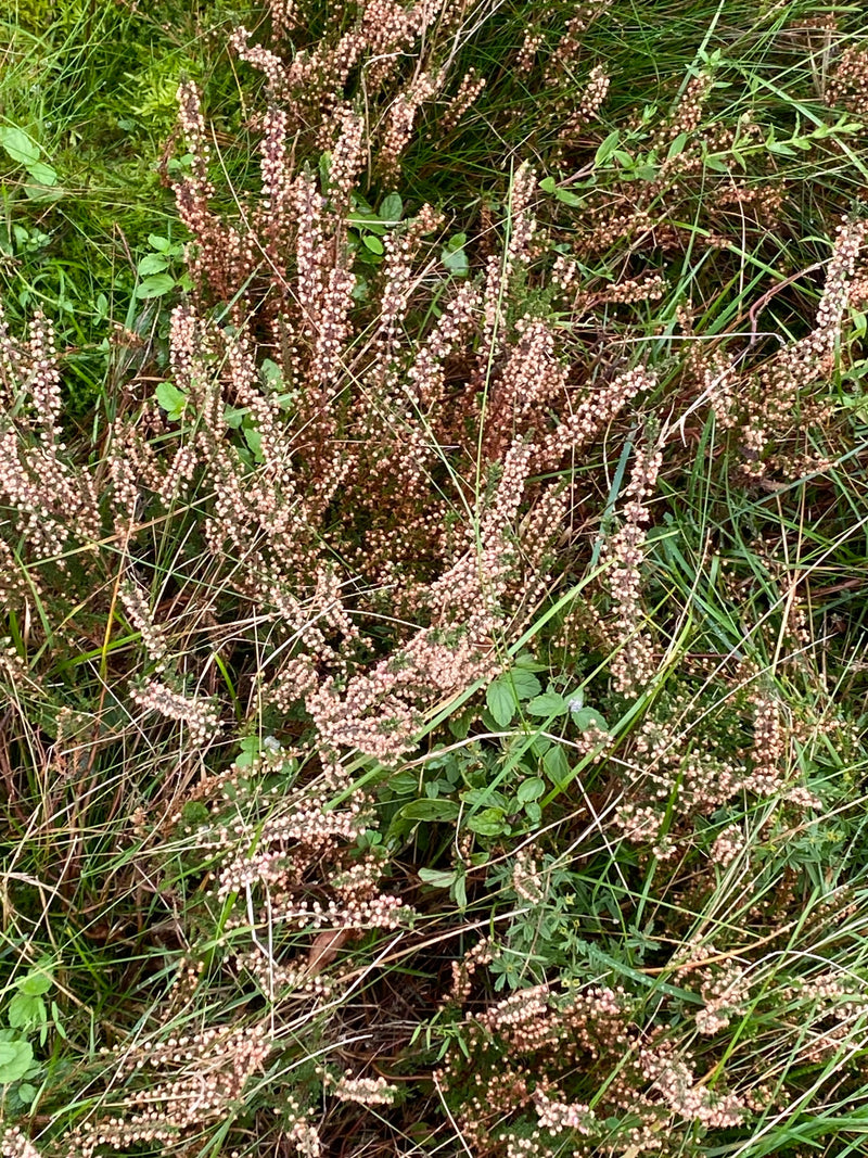 Blühende Besenheide mit zahlreichen zartrosa Knospen und Blüten, umgeben von Gras und Moos.