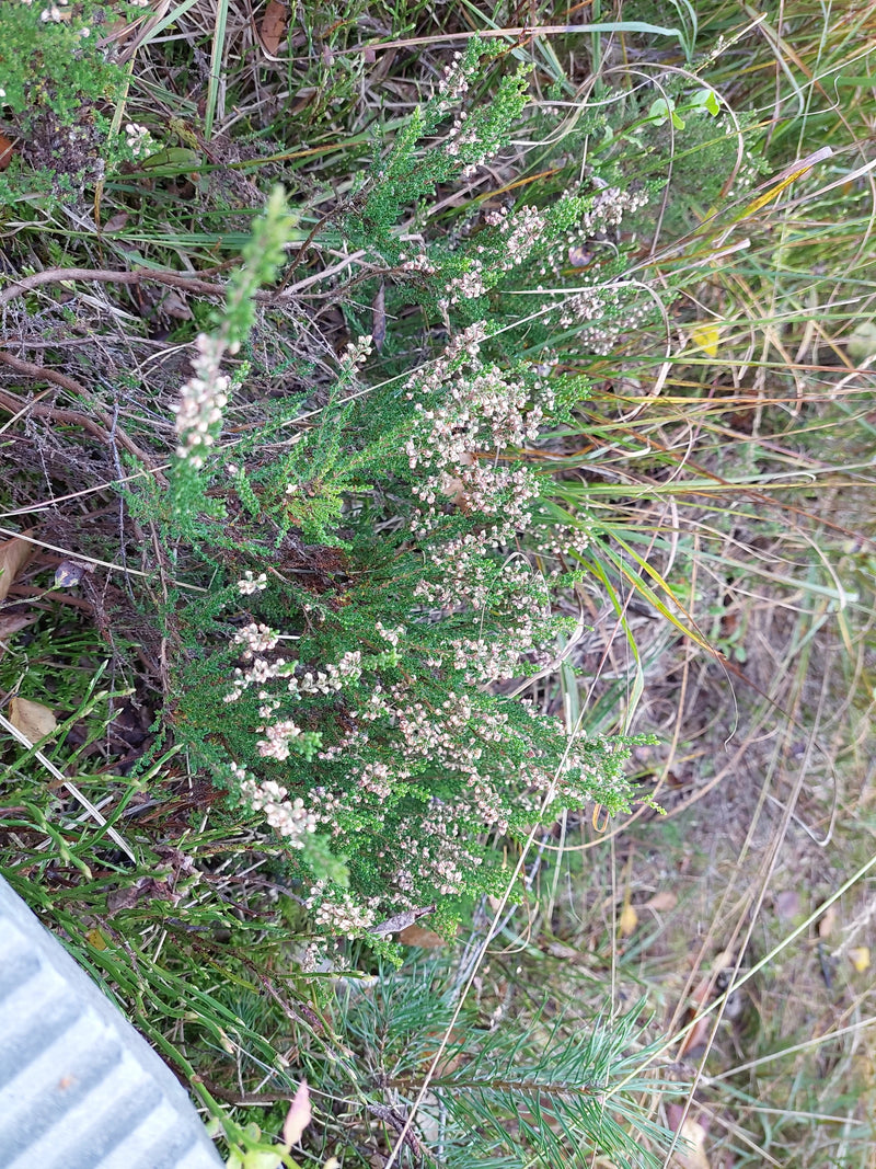 Ein blühender Strauch der Besenheide wächst inmitten von Gräsern und Nadelgehölzen.