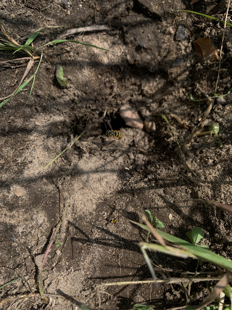 Bienenwolf — Bild 5