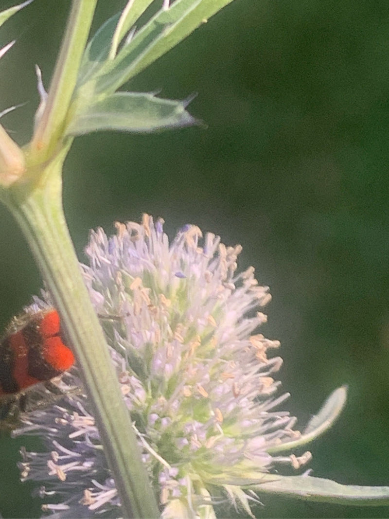 Bienenwolf — Bild 5