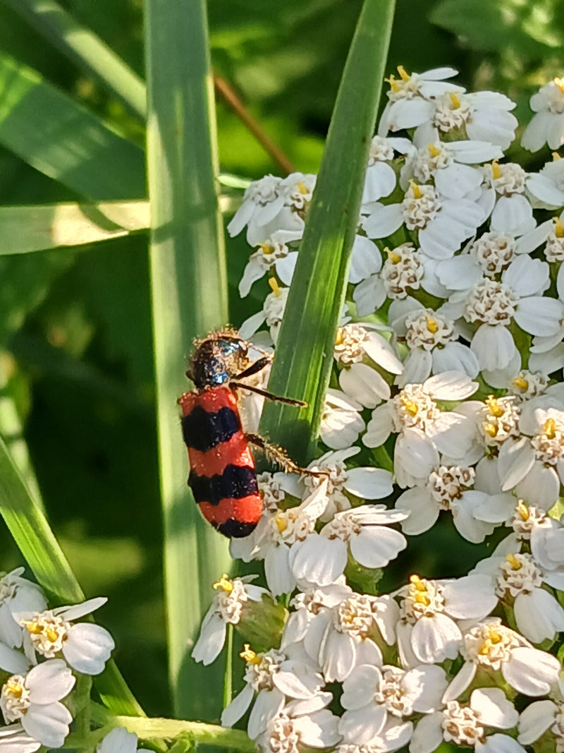 Bienenwolf — Bild 2