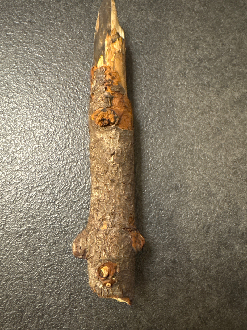 Birkenspanner — Bild 1
