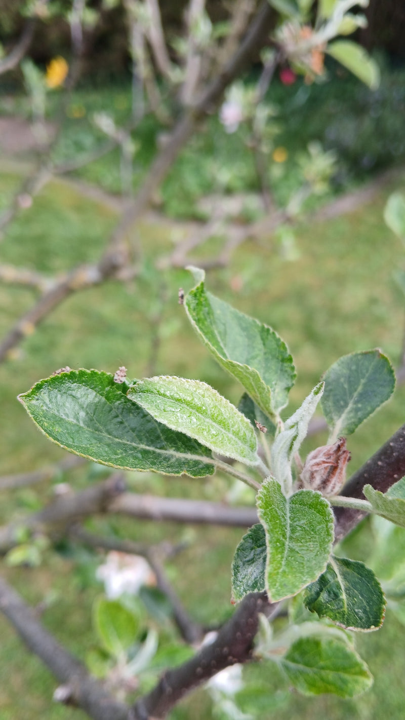 Birnengitterwanze — Bild 2