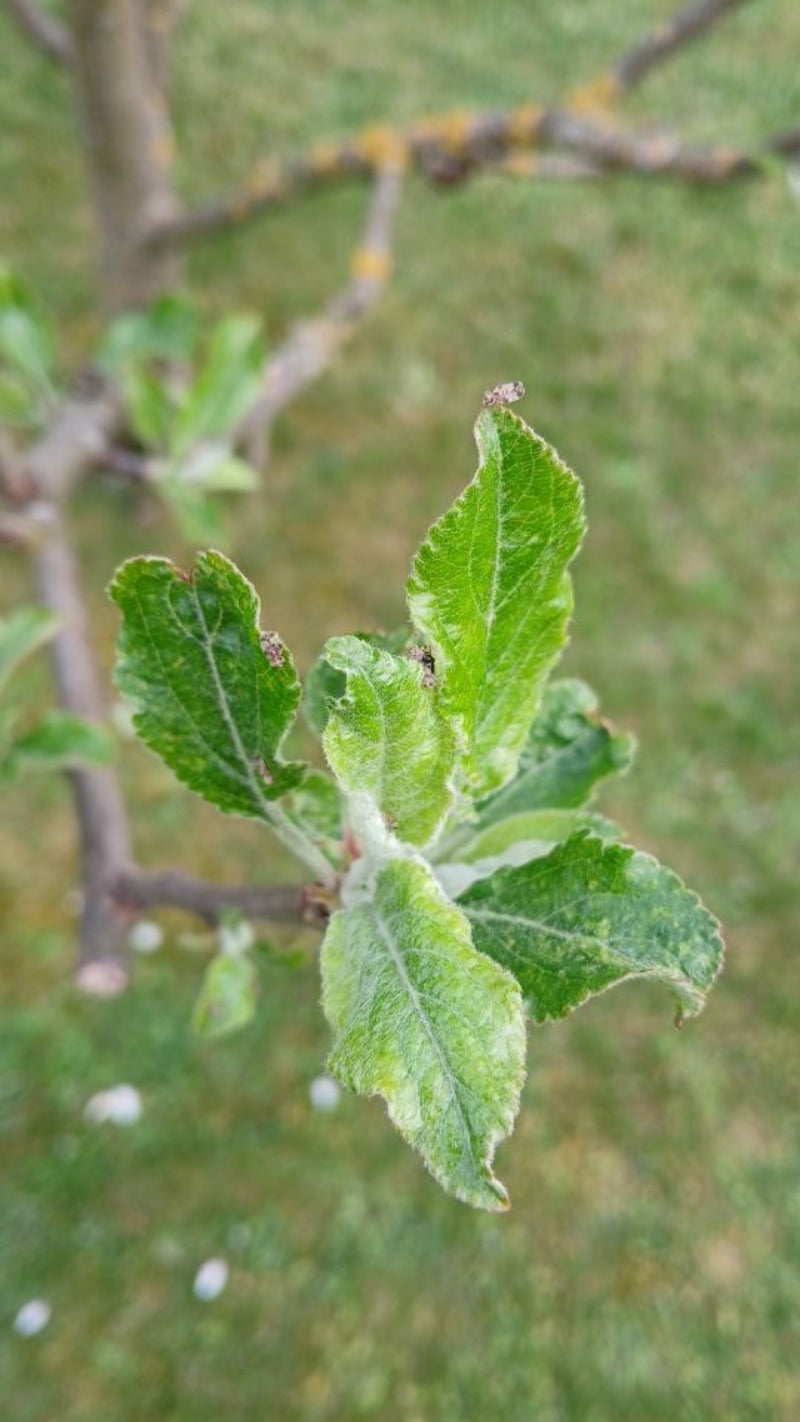 Birnengitterwanze — Bild 3