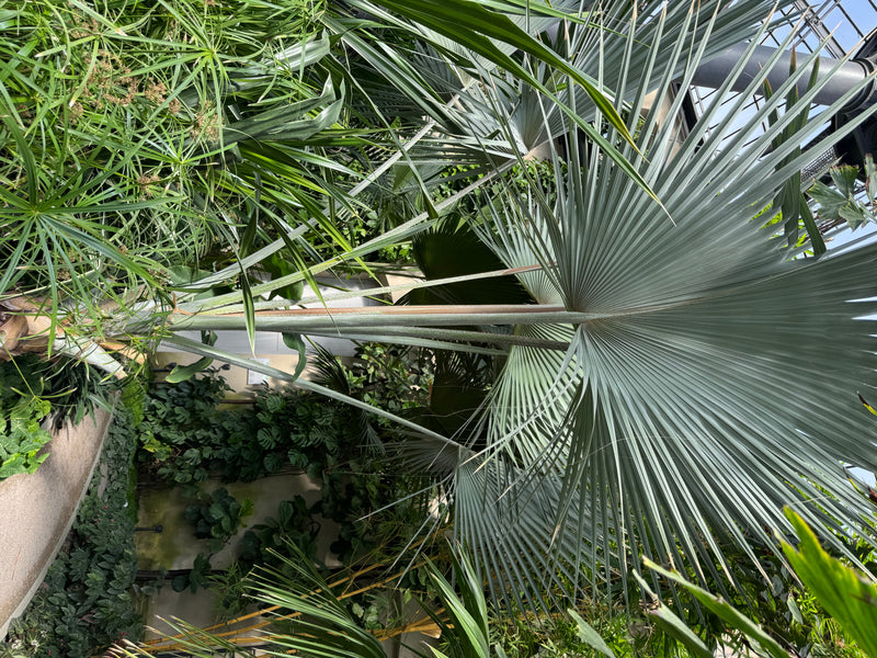 Bismarckpalme — Bild 1 von 1