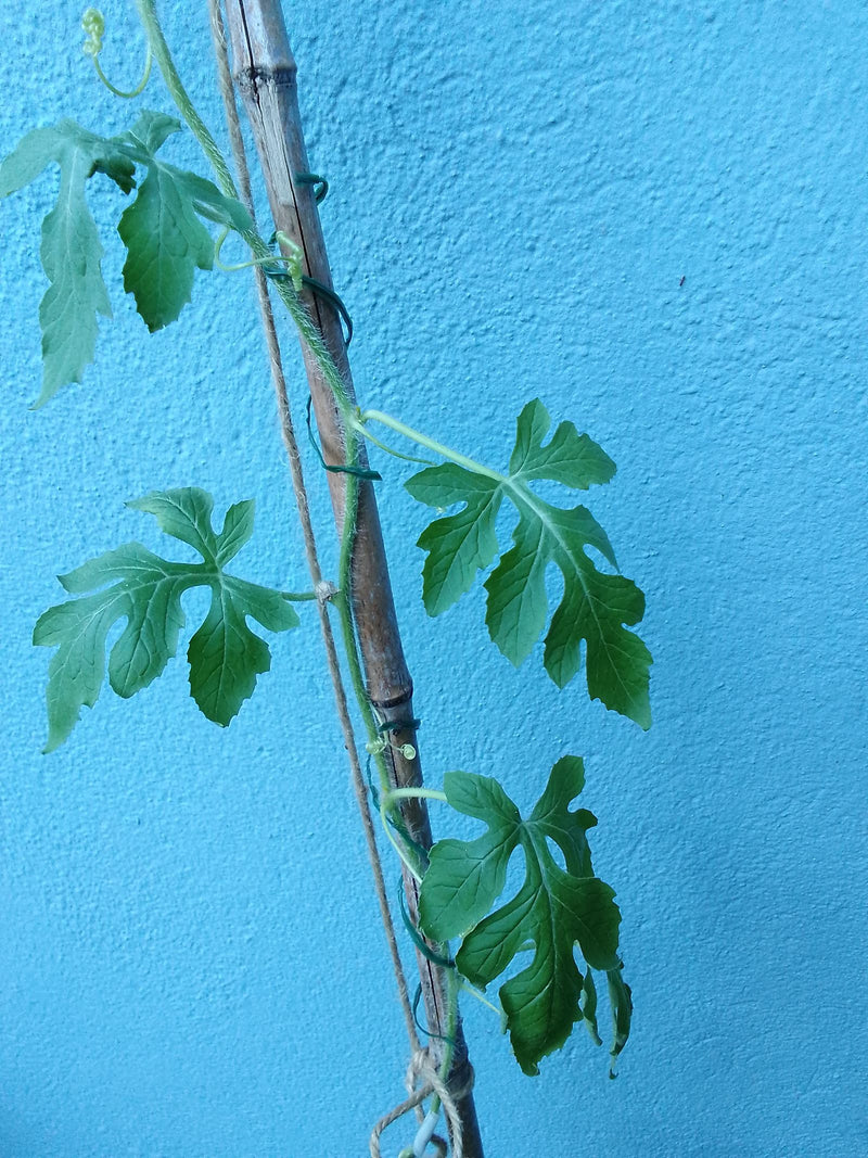 Bittermelone — Bild 2