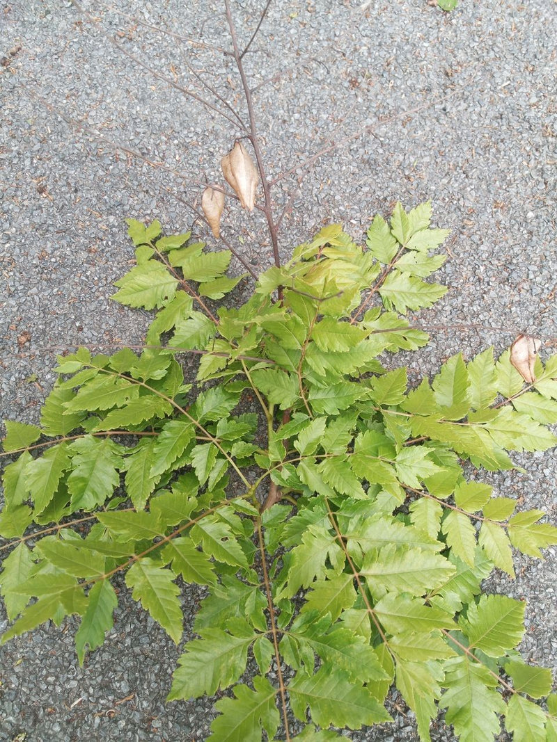 Blasenbaum — Bild 4