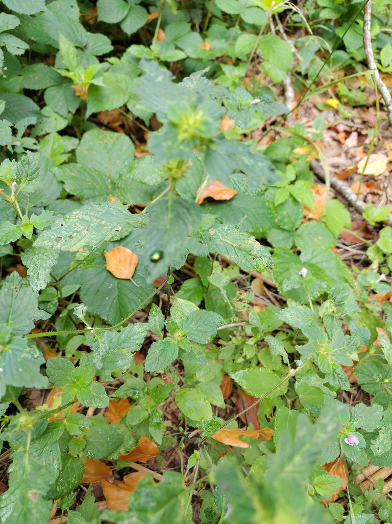 Blattkäfer — Bild 2