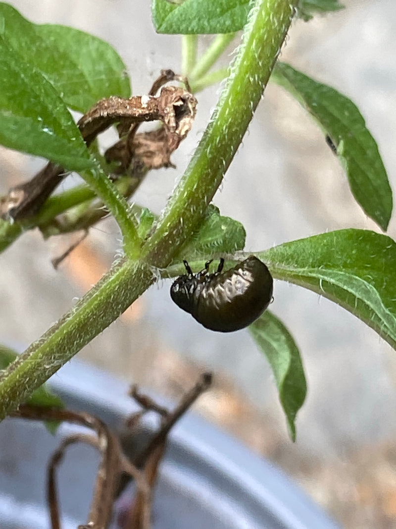 Blattkäfer (Gattung Chrysolina) — Bild 3