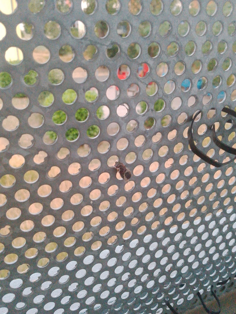 Blattkäfer (Gattung Chrysolina) — Bild 2