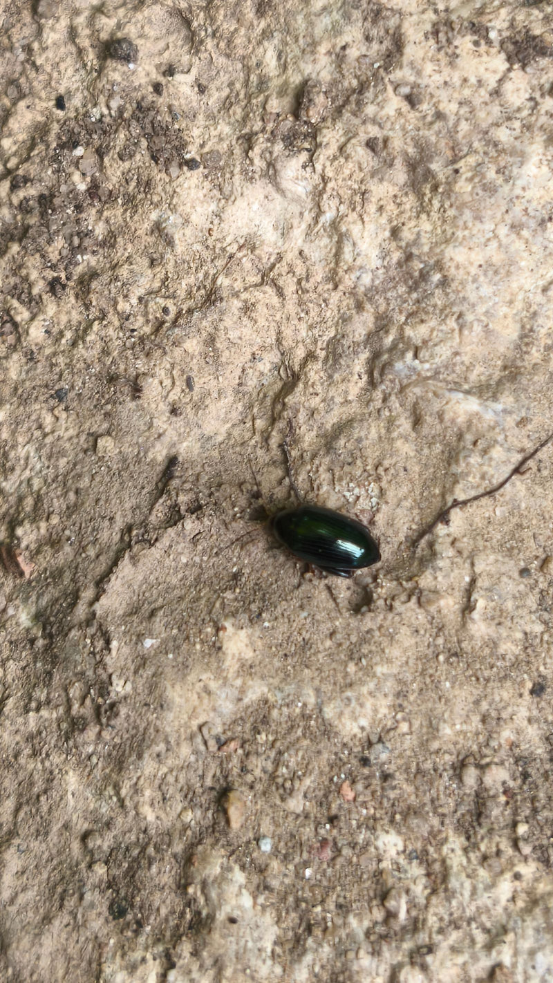 Blattkäfer (Gattung Chrysolina) — Bild 1