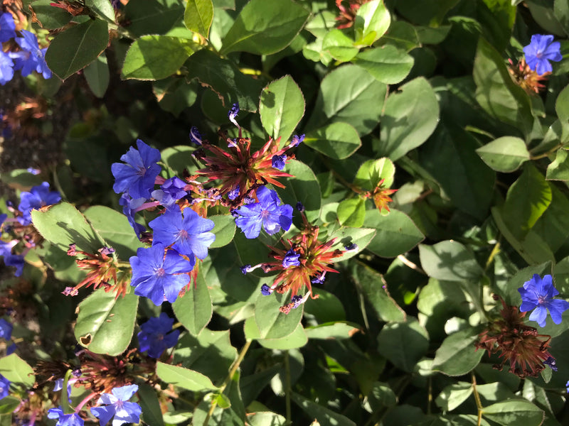 Zu sehen sind die leuchtend blauen Blüten und grünen Blätter der Bleiwurz von oben. Die Pflanze steht in voller Blüte.