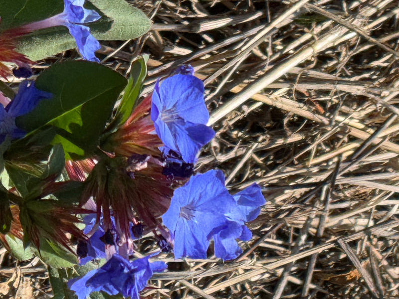 Eine Nahaufnahme zeigt die leuchtend blauen Blüten der Bleiwurz über trockenem Pflanzenmaterial.