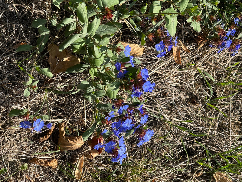 Eine blühende Bleiwurz mit leuchtend blauen Blüten und rötlichen Kelchen wächst zwischen trockenem Gras und Laub.