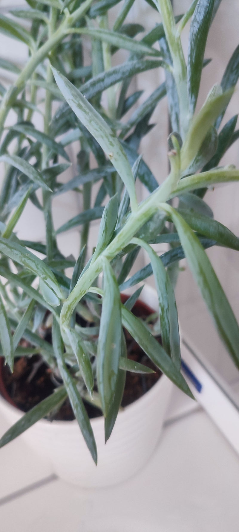 Blaue Chalksticks — Bild 1