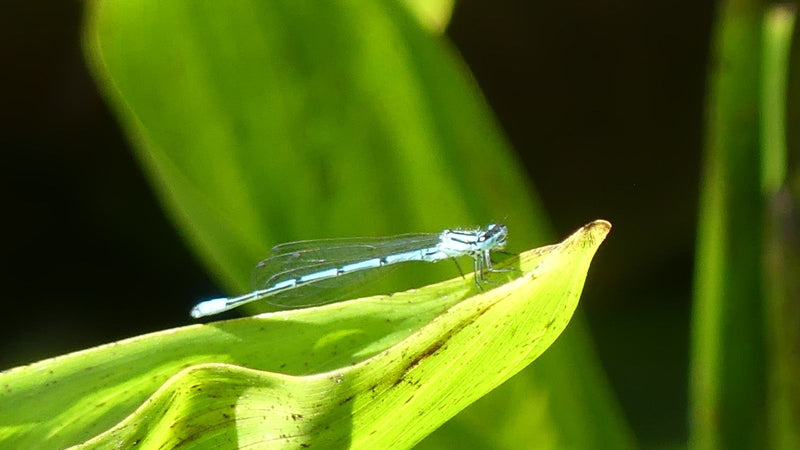 Blaue Federlibelle — Bild 3