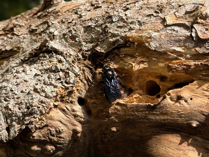 Blauschwarze Holzbiene — Bild 2