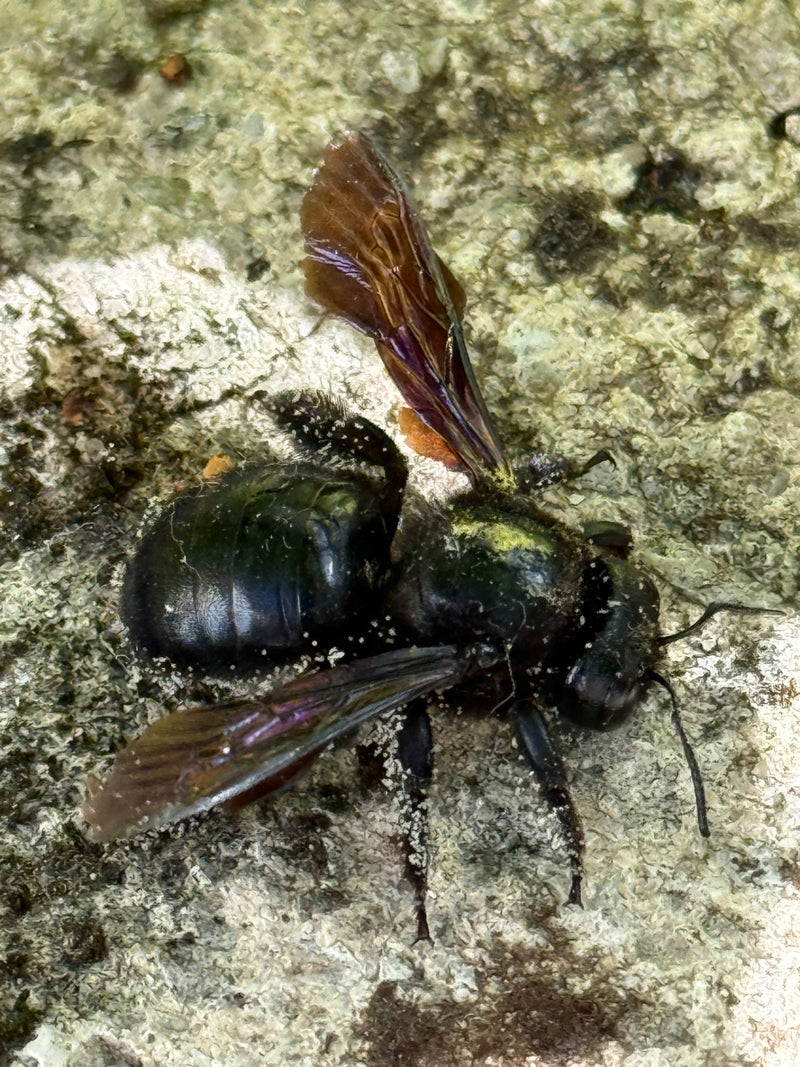 Eine Blauschwarze Holzbiene ruht mit ausgebreiteten, dunkel schimmernden Flügeln auf einem rauen, hellen Untergrund.
