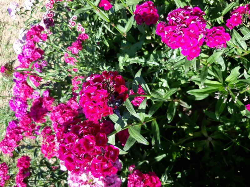 Blauschwarze Holzbiene — Bild 1