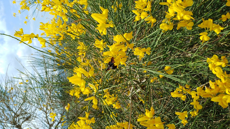 Blauschwarze Holzbiene — Bild 3
