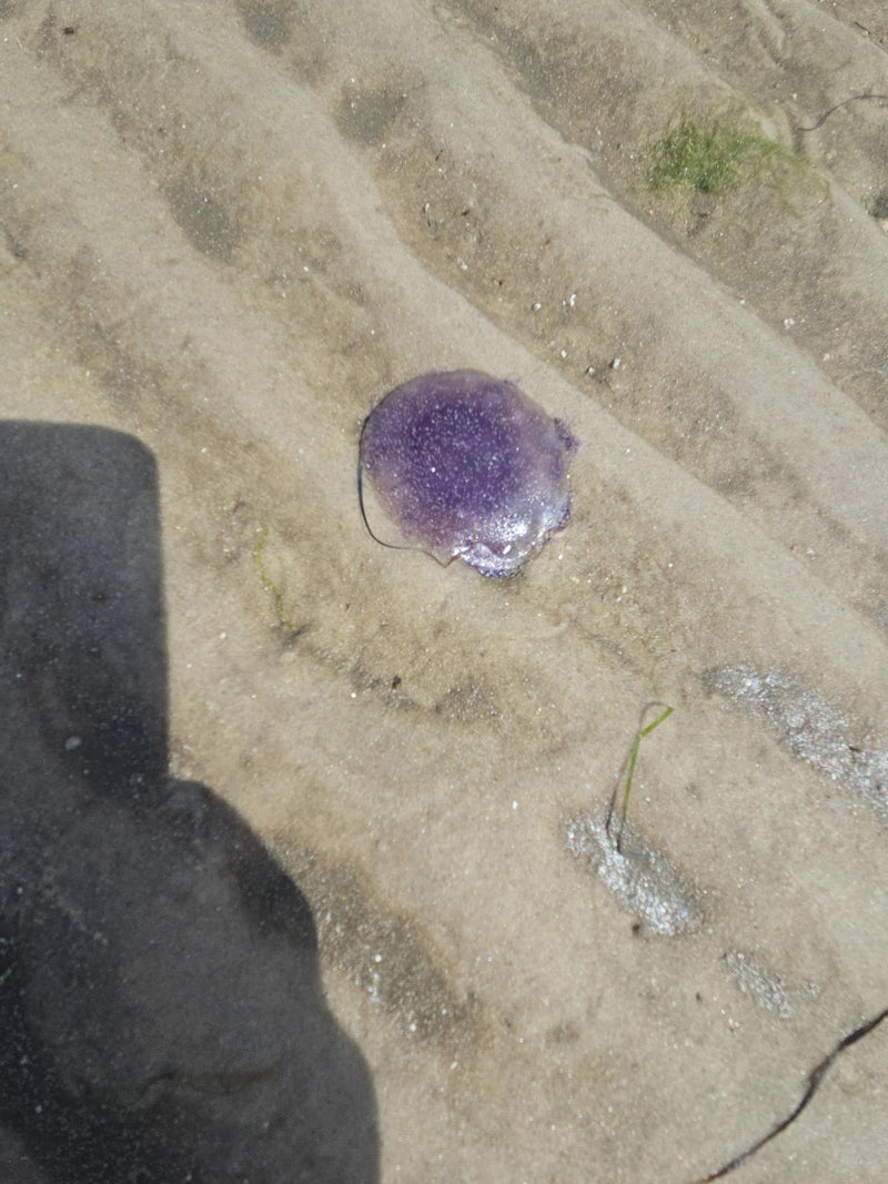 Blaue Nesselqualle — Bild 2