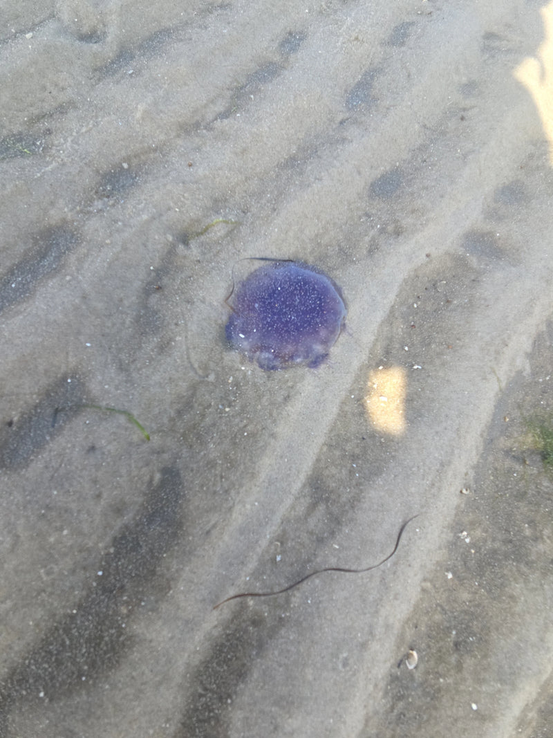 Blaue Nesselqualle — Bild 1