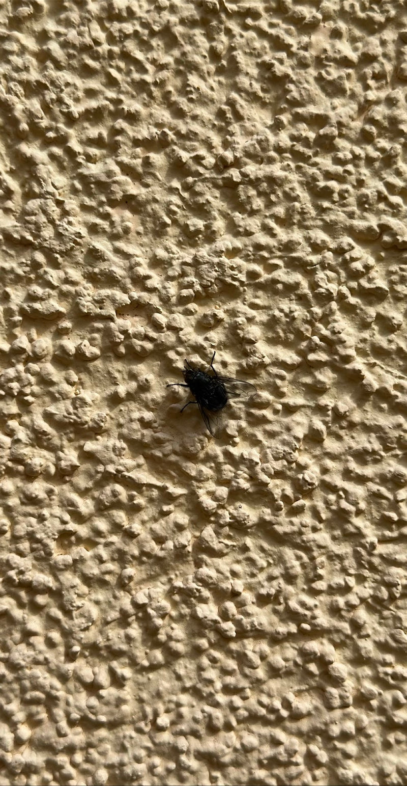 Schmeißfliege — Bild 1