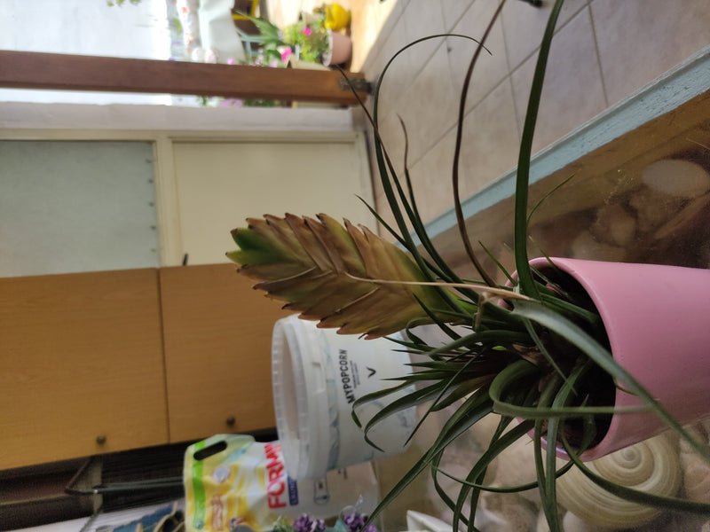 Blaue Tillandsie — Bild 3