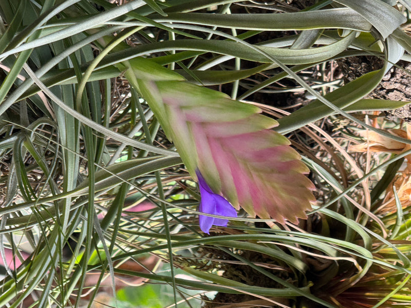 Eine Blaue Tillandsie mit einem flachen, rosafarbenen Blütenstand, aus dem eine einzelne violett-blaue Blüte hervortritt, umgeben von schmalen Laubblättern.