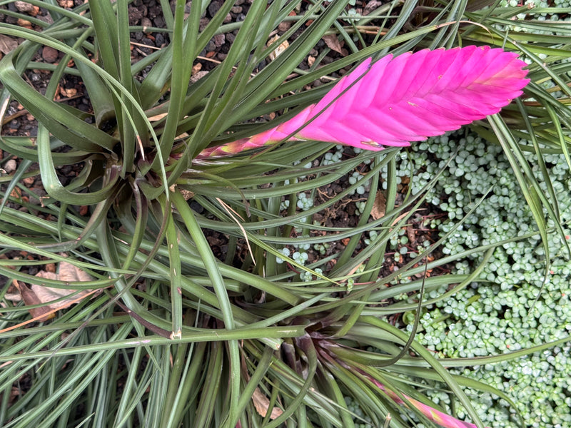 Eine Blaue Tillandsie mit schmalen, grünen Blättern und einem auffälligen, pinkfarbenen Blütenstand in Aufsicht.