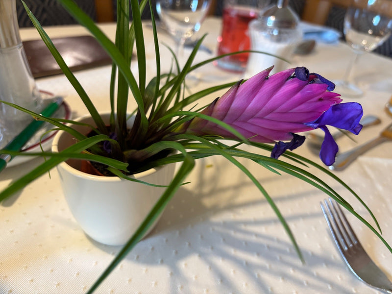 Blaue Tillandsie — Bild 2