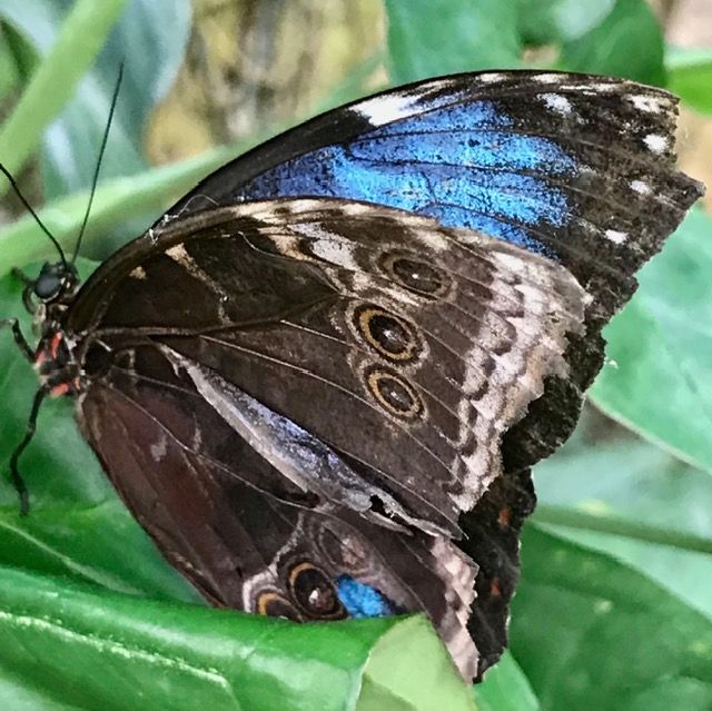 Blauer Morphofalter — Bild 1