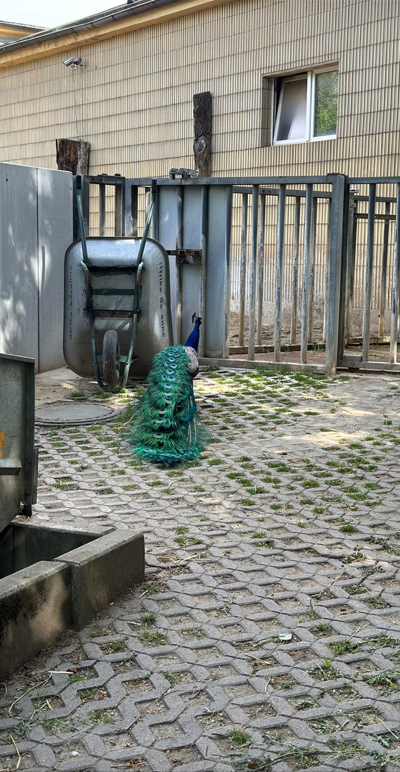 Blauer Pfau — Bild 4