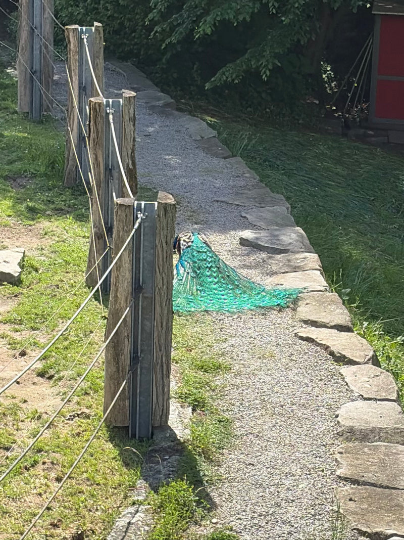 Blauer Pfau — Bild 2