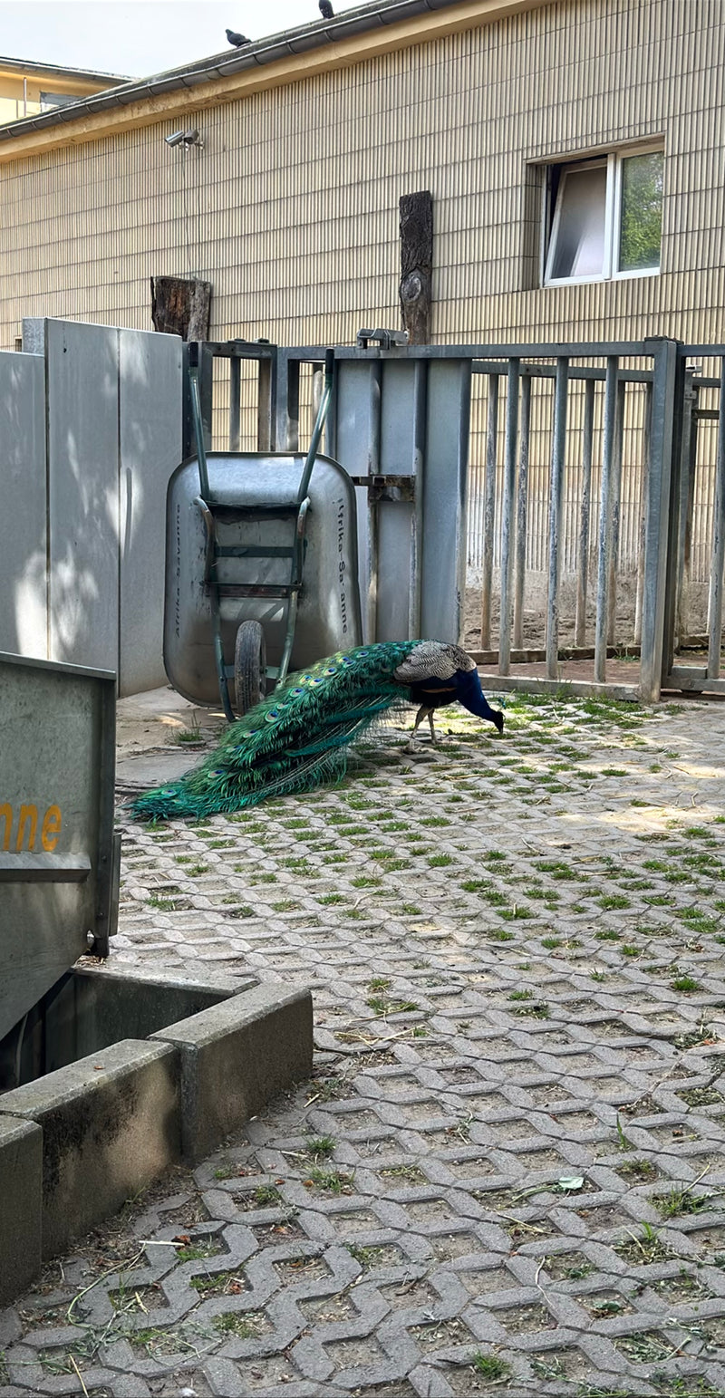 Blauer Pfau — Bild 5